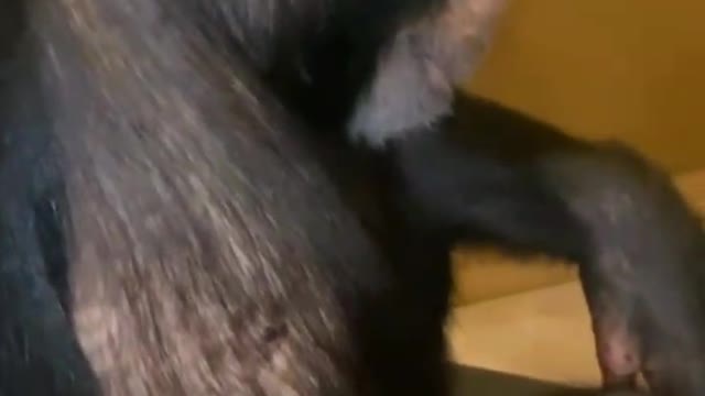 My monkey playing piano and guitar 🎸🤣🤣