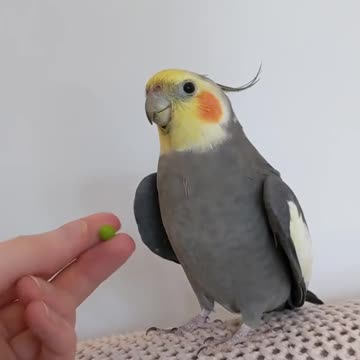 Cocktail bird sings and eats peas