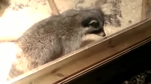 Funny raccoon begs for food in an unusual way