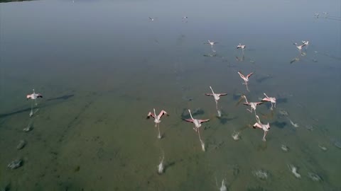 Aerial of a Flock of Flamingos Flying Over a Salt Lake in Albania