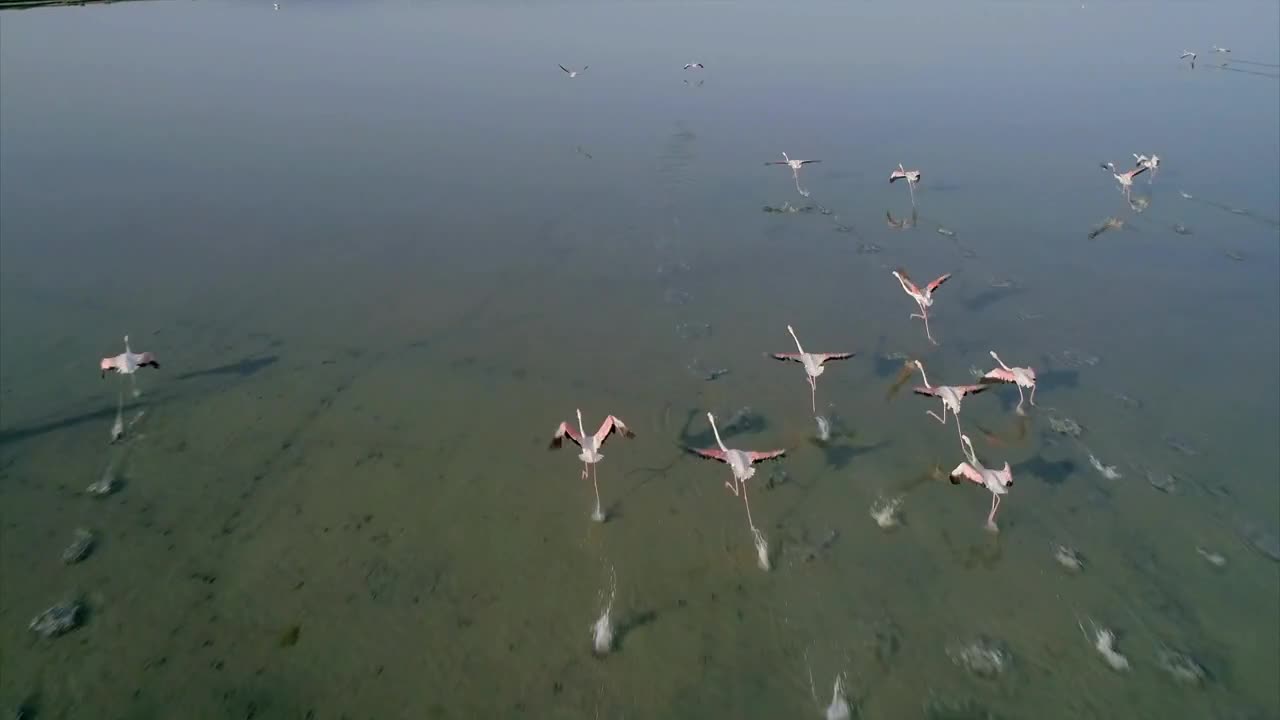 Aerial of a Flock of Flamingos Flying Over a Salt Lake in Albania