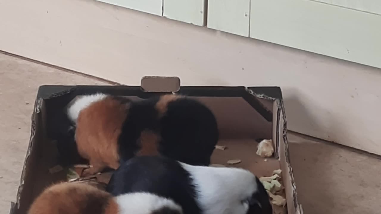 Gunea pigs sailing in a raft