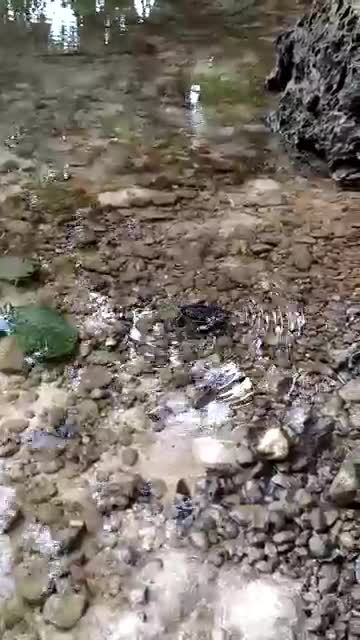 Sea turtles swim in the river