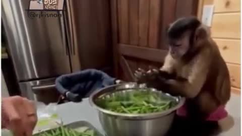 Monkey funny video