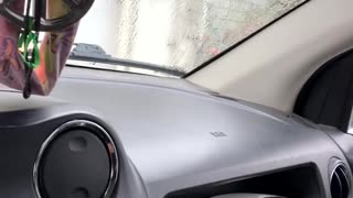 Windshield Wipers Drive Dog Wild