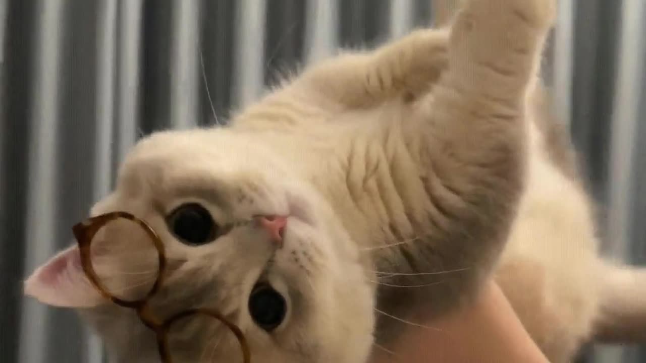 Cats can also be cool.