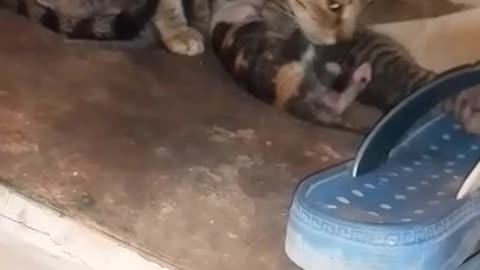 cute cats