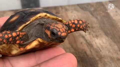 Tortoise fan video and fanny