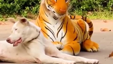 scaring dogs with toy tiger :)