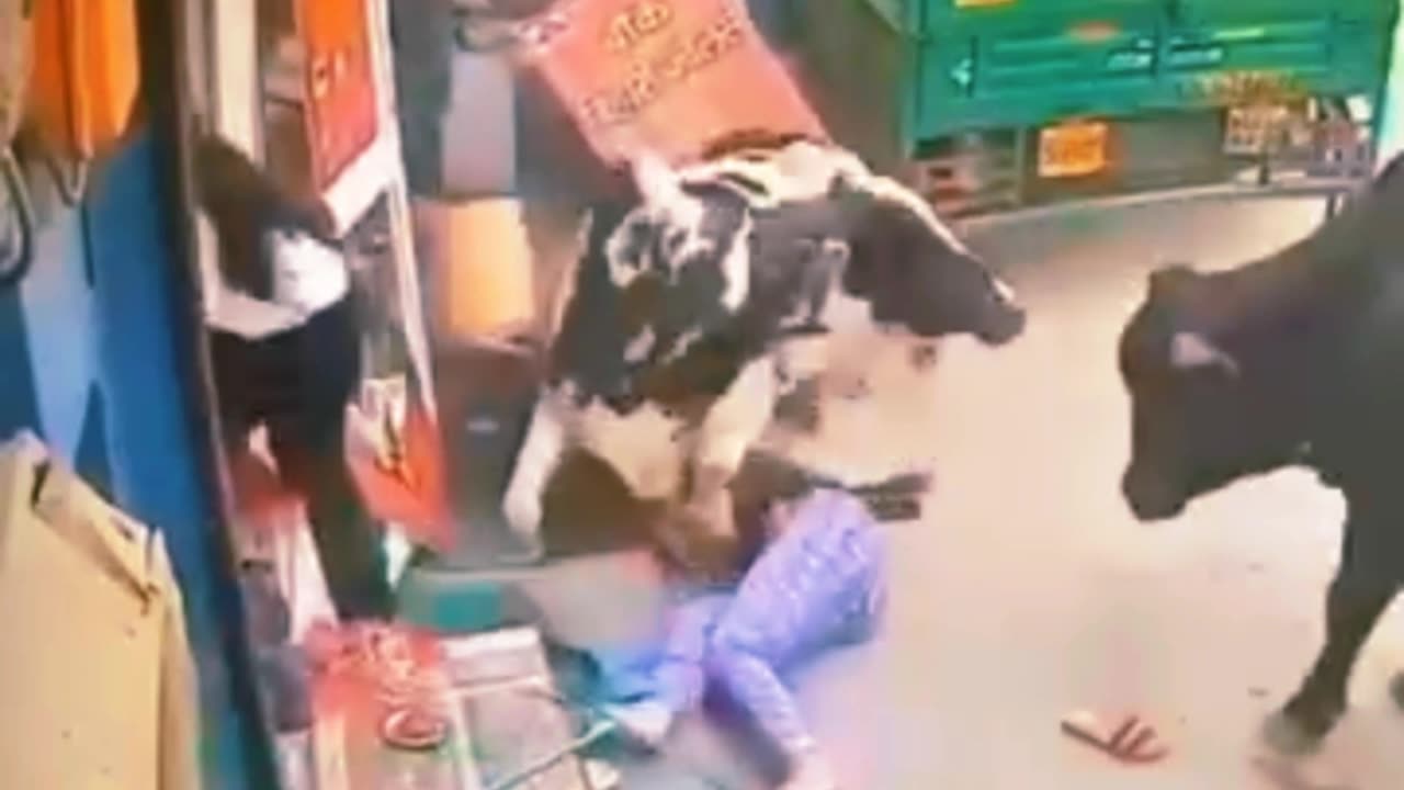 TERRORIFIC! OUT OF CONTROL COWS CRASH INTO PEOPLE🤯🤯🤯🤯🤯