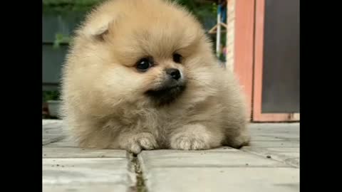 Cute cute cute most cute pet dog