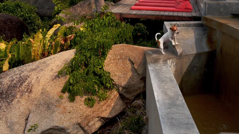 dog nice tries to drink water