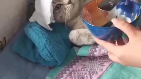 FUNNY ANIMALS PART 2