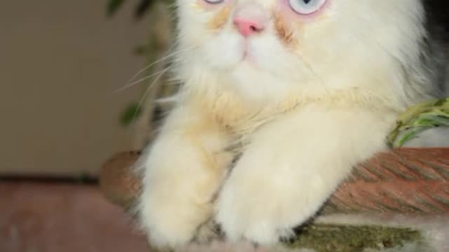 cat video-cute cat video #shorts #beautiful #animal #sweet