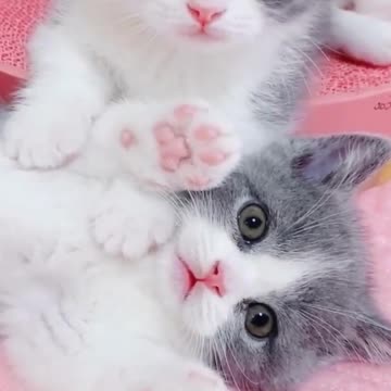 😍💓😍💓😍💓😍💓😍💓😍💓😍💓😍💓😍💓 #cats #shorts