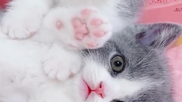 😍💓😍💓😍💓😍💓😍💓😍💓😍💓😍💓😍💓 #cats #shorts