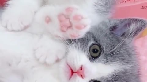 😍💓😍💓😍💓😍💓😍💓😍💓😍💓😍💓😍💓 #cats #shorts