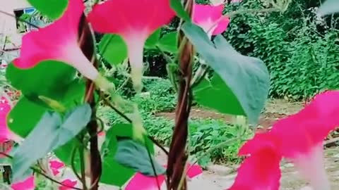 Morning glory for those who love flowers!