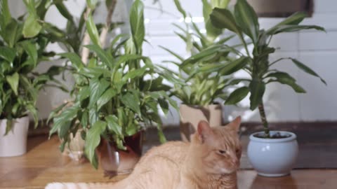 The Persian cat