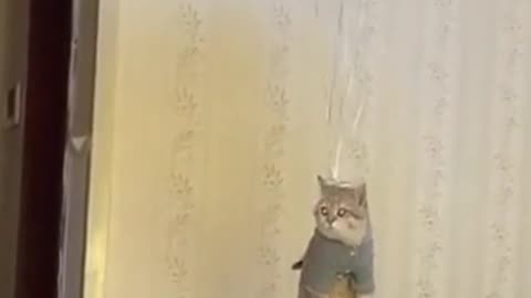 its to laugh when watching this video//cat fun