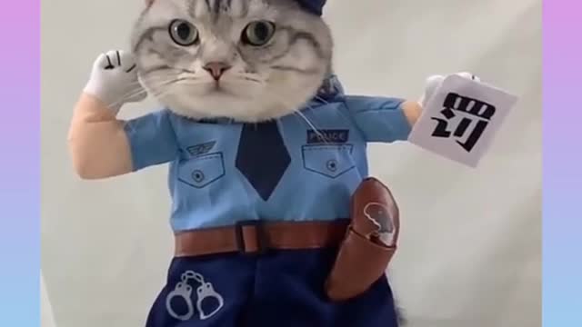 Cute and Funny Cat Videos Compilation