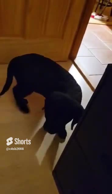 14 Week Old Black lab Pup Is Not Too Sure About Guitar