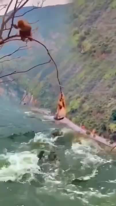 Why These Vegetarian Monkeys Have Sharp Predator Teeth