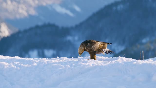 golden eagle landing in the snow at mountainpeak at the winter