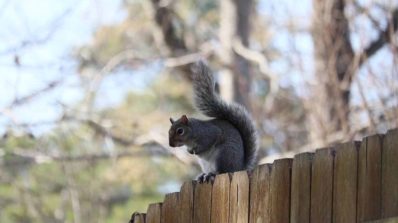 A Squirrel on a Wooden Fence