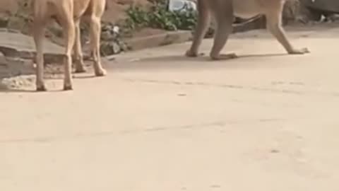 Funny animal 😂 video india