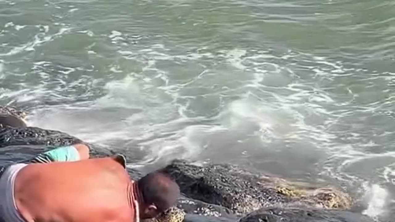 This man saved a turtle stuck in the rocks