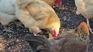 OMC! Amazing chicken pecking and scratching club - Subscribe now if you love chickens! #hens #shorts