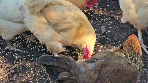 OMC! Amazing chicken pecking and scratching club - Subscribe now if you love chickens! #hens #shorts