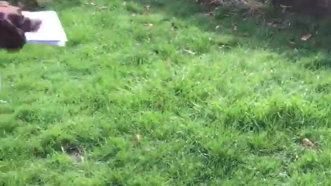 Dog Excitedly Greets Mail Man