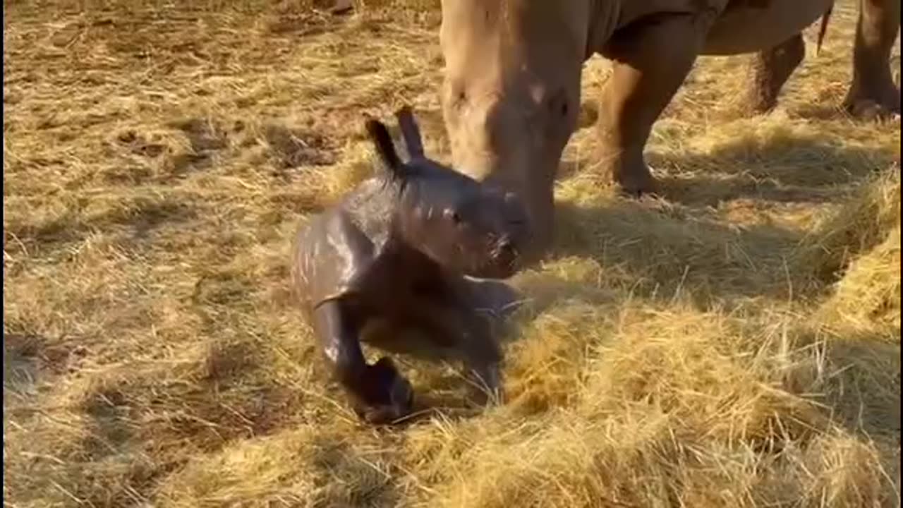 Most incredible birth.