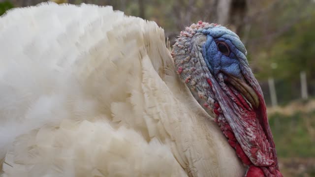 Watch this big bird up close with great music