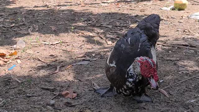 Siamese duck