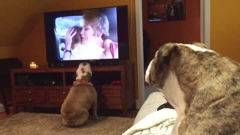 Bulldogs reaccionan a la clásica escena de terror de 'Cujo'