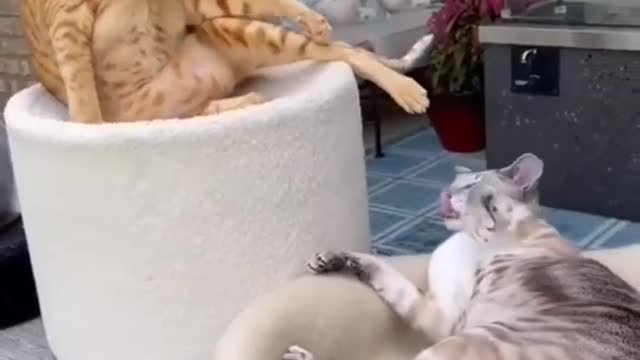 LEAVE ME LONE DAMN😍🤠#shorts#cat#dog#car#