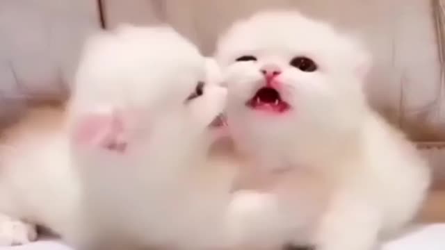 pets fun pet fun peats funy pets fun animals kiss