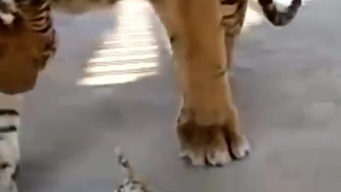 A cat that defies a tiger is so funny 😆🙀🙀