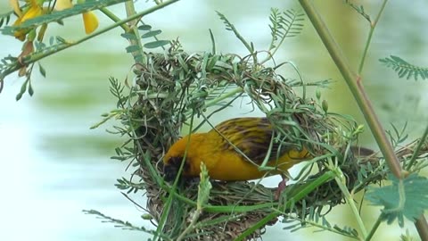 different kinds of very beautiful birds in the wild | most beautiful birds in the world