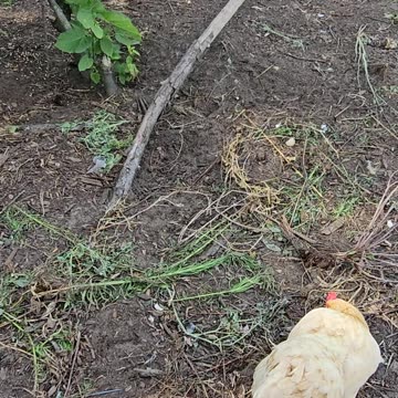 OMC! Lil bit O' Chicken - Orpington hen friends hanging out by their perch! #chickens #hens #shorts