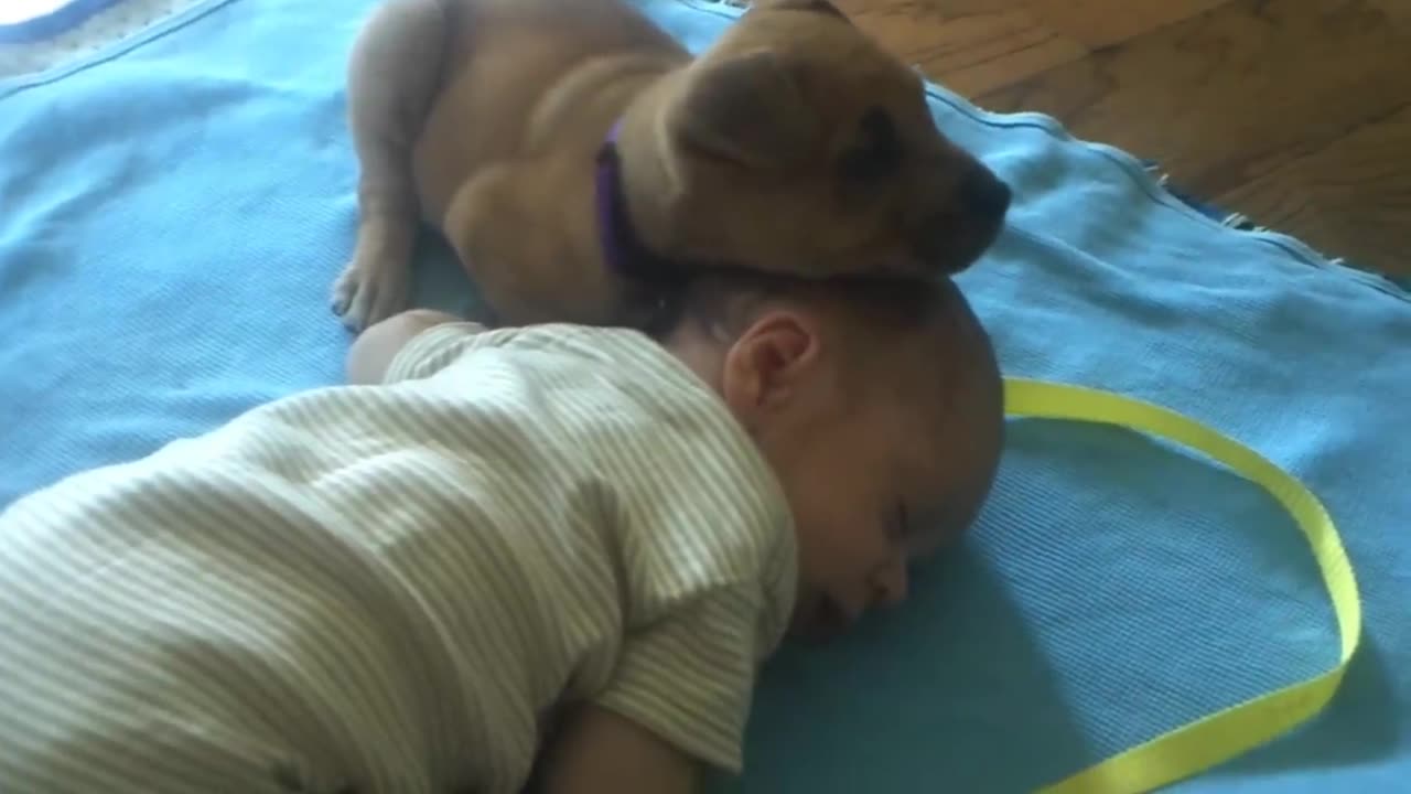 Sleepy puppy sleeps on a baby