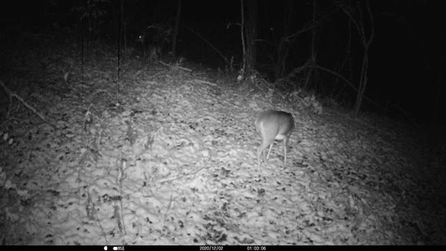 Doe eating Leaves in the snow