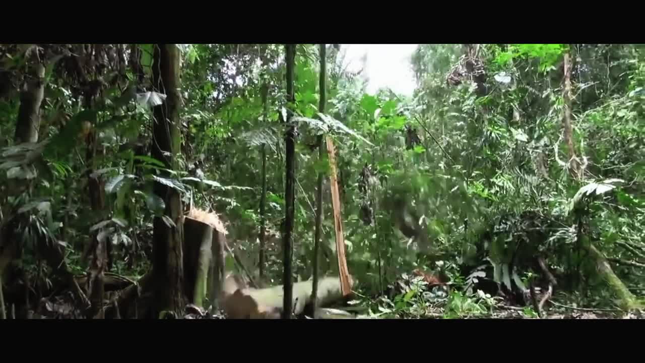 Amazon Rainforest In 4K - The True Story of Amazonian Life _ Scenic Relaxation Film