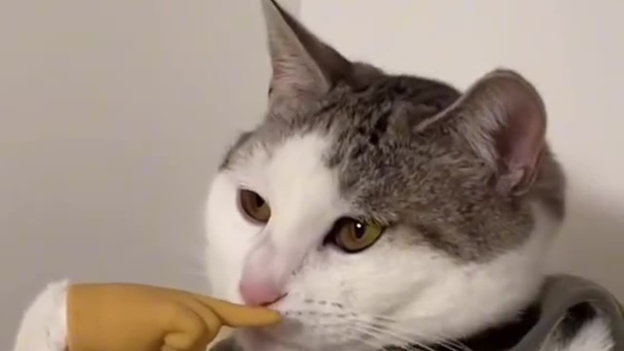 gato