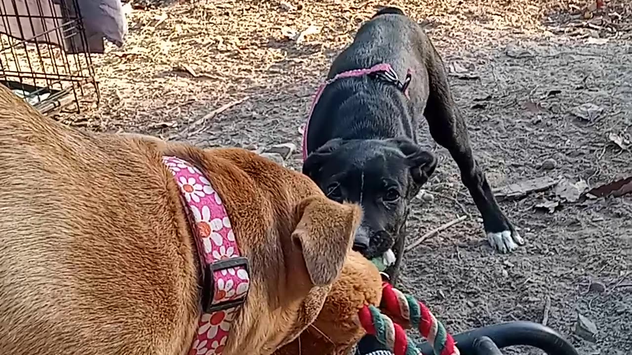 Puppy play, teaching, learning fun