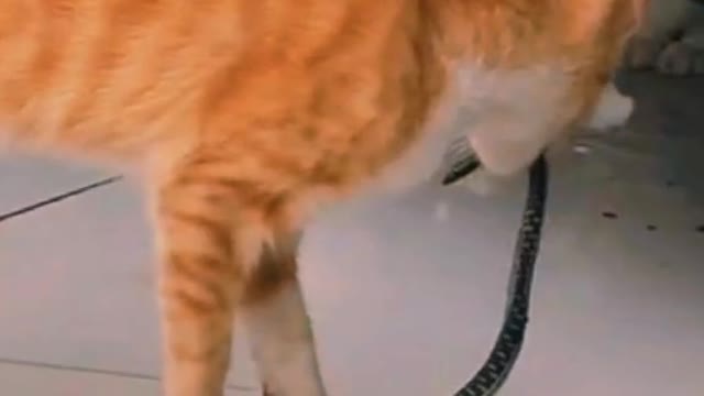 Cat VS Snake