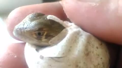 Iguana Eggs Hatch